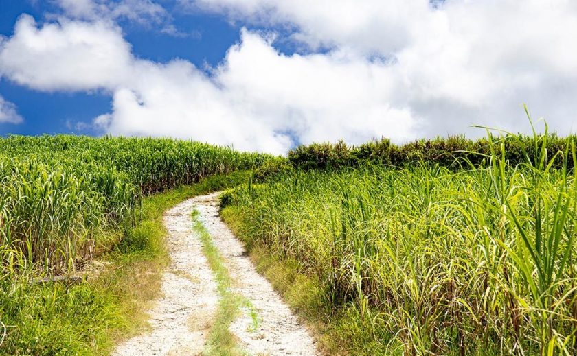 環境にやさしい「バイオマスプラスチック」とは？やさしく解説します